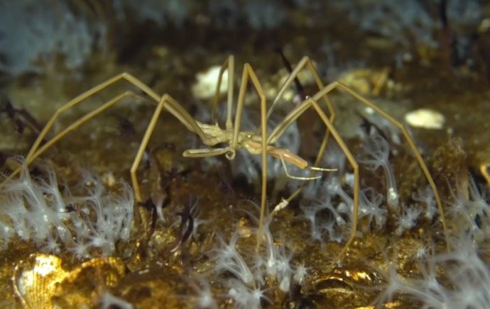 Araña marina gigante antártica