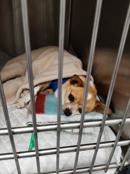 El pequeño 'Toco' se recupera tras una operación, gracias a la intervención de un joven que lo encontró malherido y abandonado en un contenedor de Vigo. Su dueño ha sido denunciado por un supuesto delito de maltrato animal.