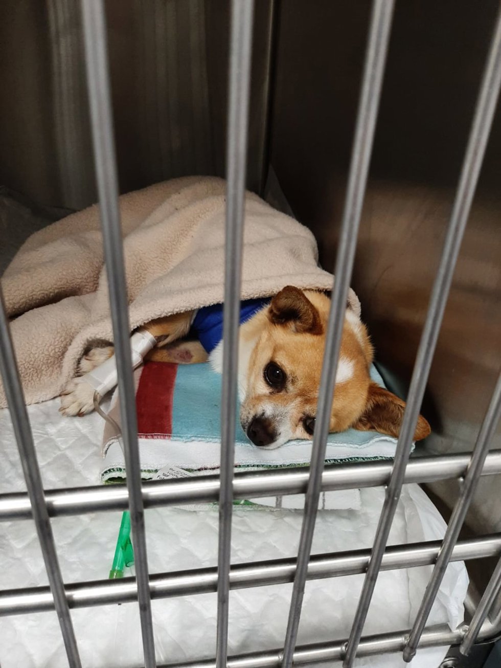 El pequeño 'Toco' se recupera tras una operación, gracias a la intervención de un joven que lo encontró malherido y abandonado en un contenedor de Vigo. Su dueño ha sido denunciado por un supuesto delito de maltrato animal.