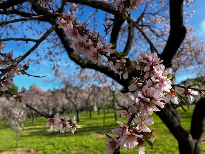 Almendros en flor en la Quinta de los Molinos. Madrid, a 19 de febrero de 2024