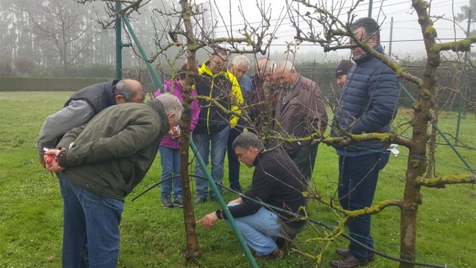 La Xunta organiza un taller de poda de árboles frutales en Ribadeo (Lugo).