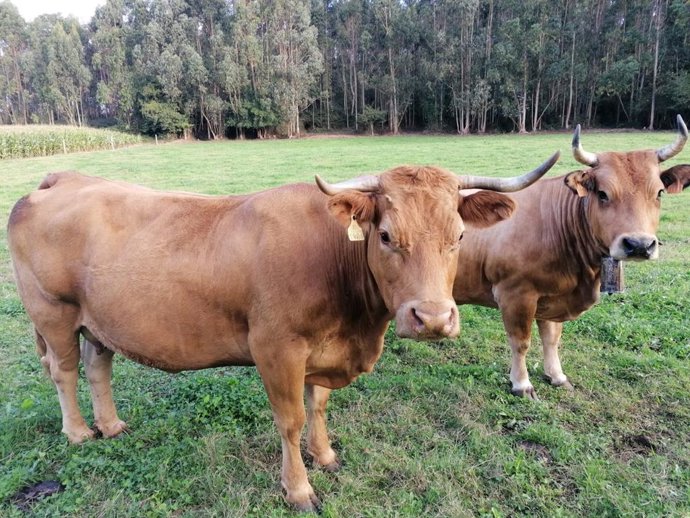 Archivo - Vacas en Gozón. 
