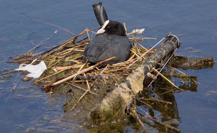Fochas anidando en un lago en Copenhague. Las aves y los humanos también cohabitaron entornos específicos en nuestra prehistoria, según muestra una nueva investigación.