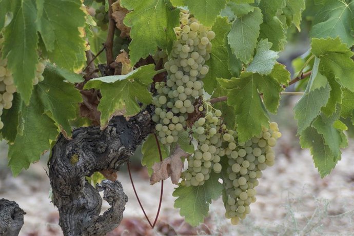 Archivo - Viñedo en La Rioja.