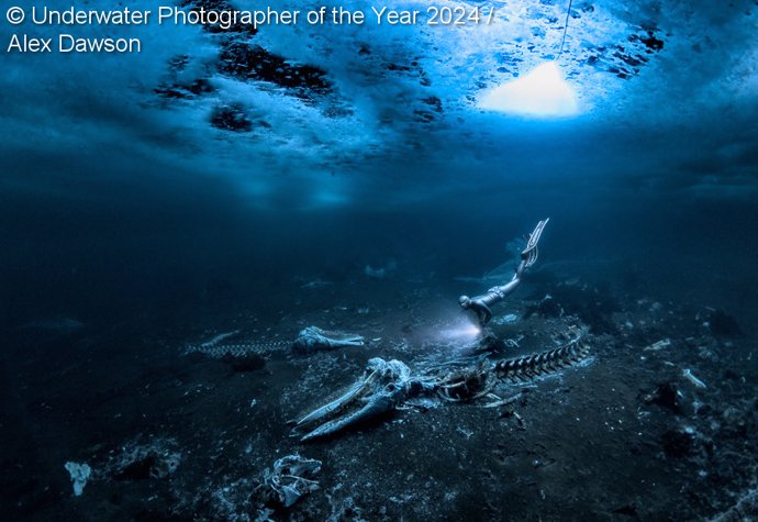 UPY - Mejor Fotógrafo Submarino 2024 'Whale bones' Alex Dawson