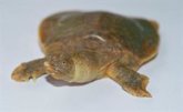Foto: Primer núcleo reproductor de la increíblemente rara tortuga Cantor