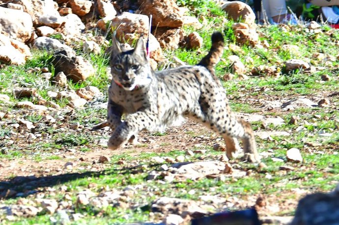 Nuevo lince suelto en Sierra Arana