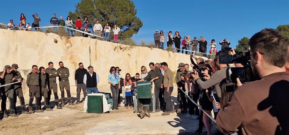 Suelta de una pareja de linces en Hellín.