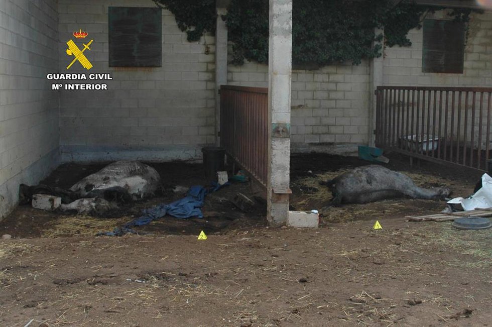 Archivo - El Seprona ha investigado a una mujer en La Rioja por un delito de maltrato animal con resultado de muerte