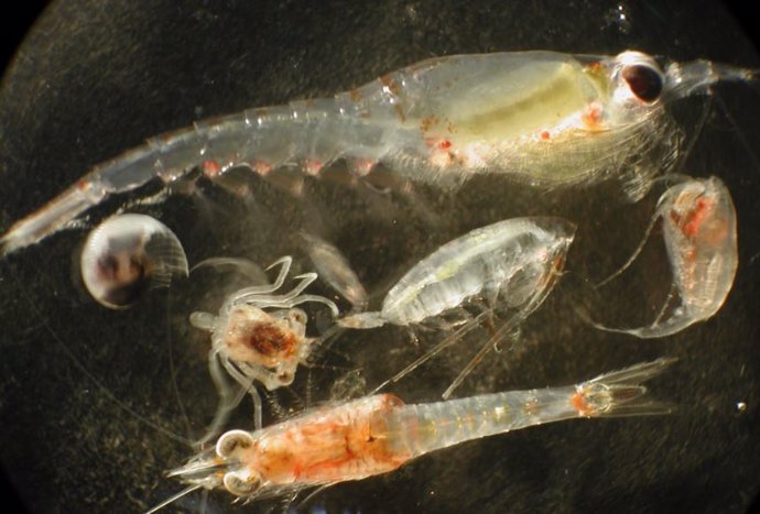Antiguos fósiles de zooplancton como estos se utilizaron en un estudio de la Universidad de Kansas  para demostrar que las especies más antiguas tienen algunas protecciones contra la extinción de las que podrían carecer las especies más jóvenes