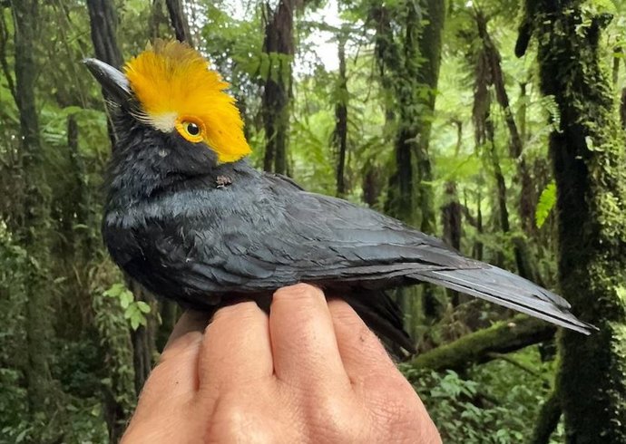 La primera fotografía del Prionops alberti fue tomada durante una expedición reciente dirigida por científicos de la Universidad de Texas en El Paso.