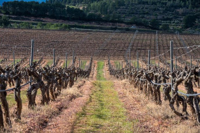 Archivo - Viñas