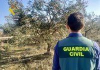 Seis investigados en Granada por el hurto de más de una tonelada de aceituna