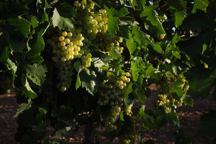 Archivo - Una vid con uvas durante la vendimia de la uva.