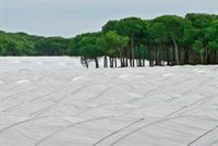 WWF exige la derogación del decreto ley "que amnistía a agricultores ilegales" en terrenos forestales de Doñana (Huelva)