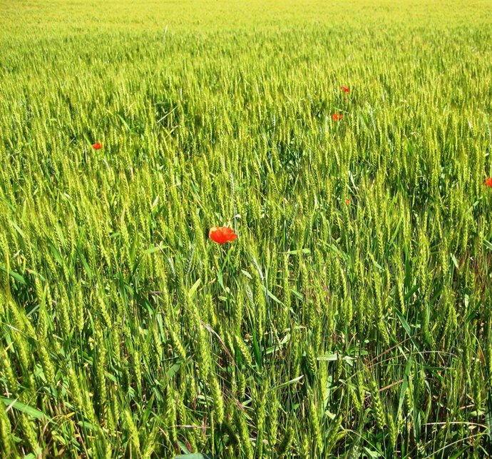 Imagen de un cultivo