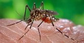 Foto: El proyecto de ciencia ciudadana 'Mosquito Alert' recibe el premio internacional WSA 2023