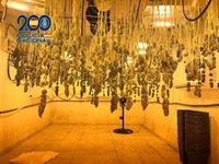Cae un clan familiar dedicado al cultivo y distribución de marihuana desde Algeciras (Cádiz)