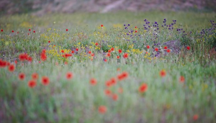 Un prado salpicado de flores silvestres. Cuando los animales de granja dejan de pastar en zonas como ésta, la composición de las plantas cambia. Pero aparentemente no en la forma que predice la teoría ecológica.