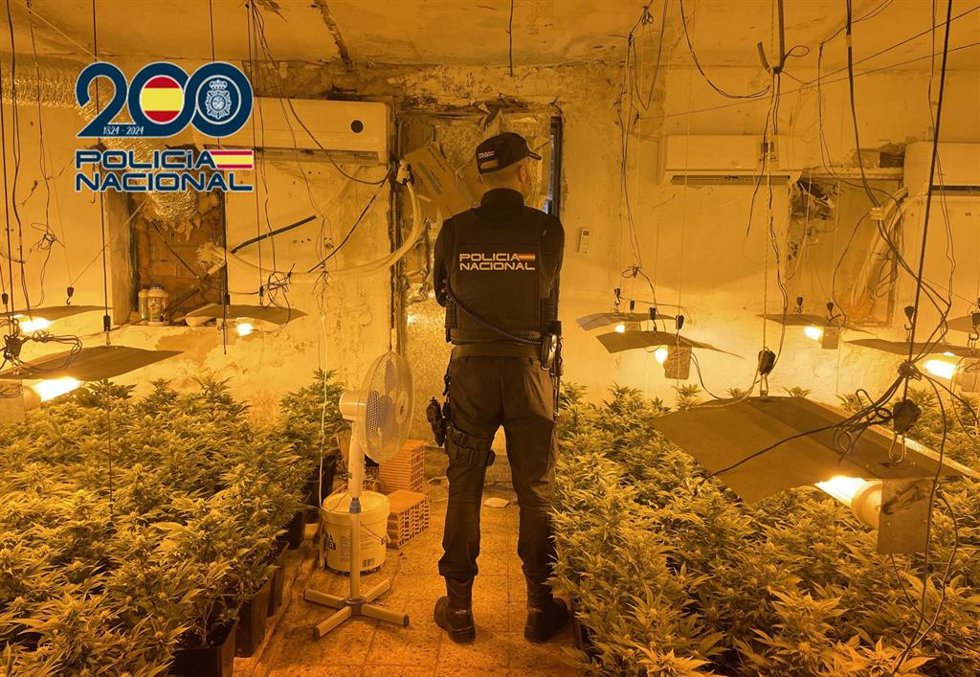 Plantas de marihuana en una de la viviendas