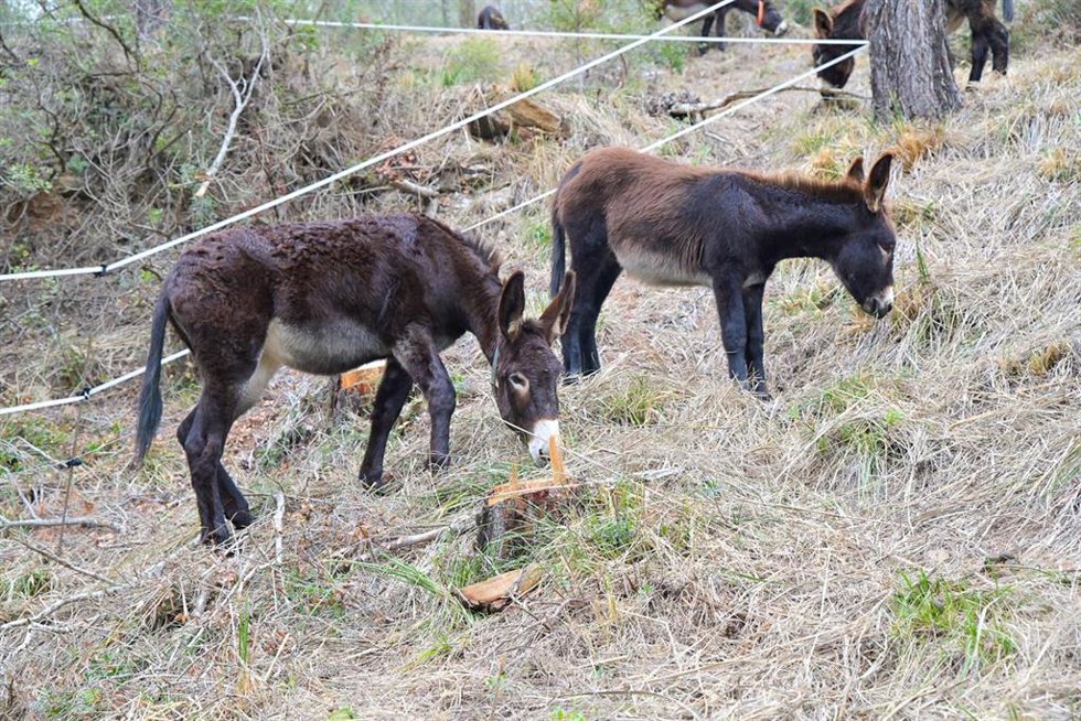 Burros pastan en las montañas del Baix (Barcelona) para adaptar los bosques al cambio climático, en el marco del proyecto europeo LIFE AgroForAdapt.