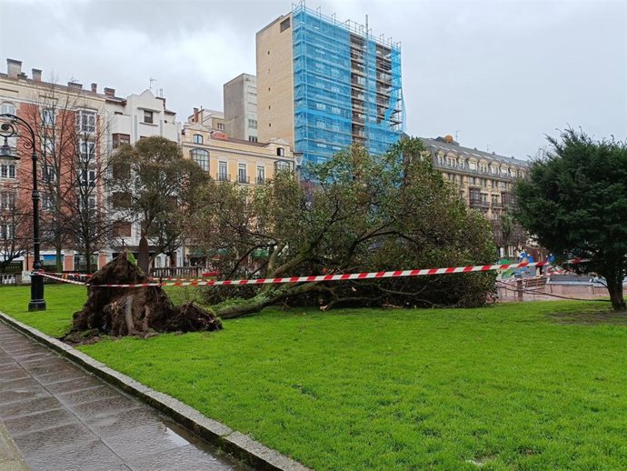 Árbol caído, en el paseo de Begoña, debido al temporal de fuertes vientos y lluvia.