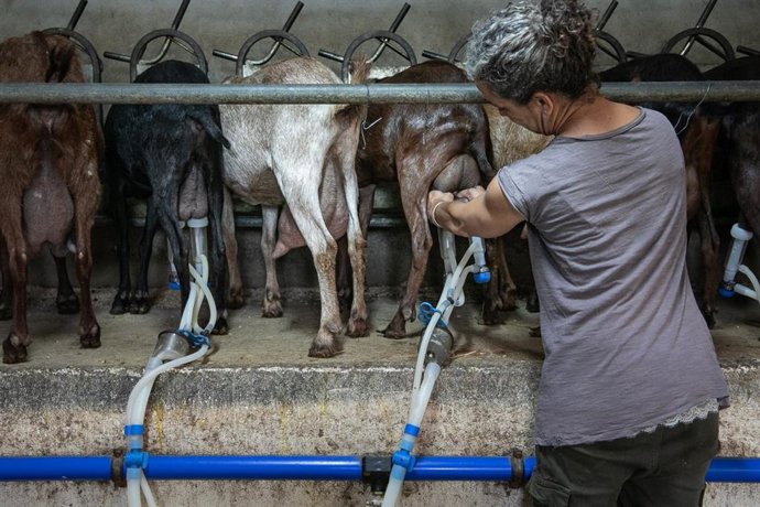 Archivo - Trabajadora del sector ganadero.