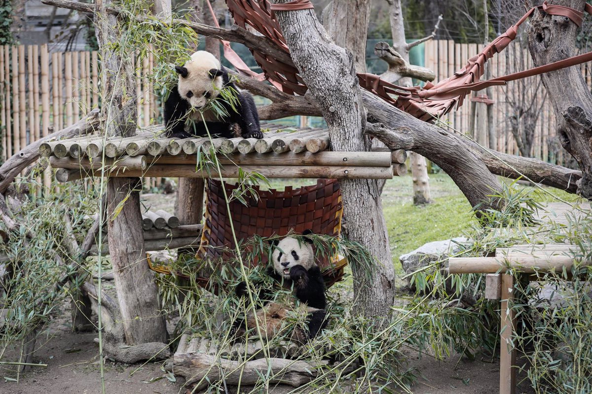 Madrid se despide de 5 pandas y renueva su acuerdo con China