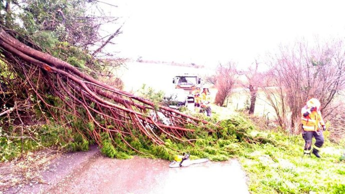 Arbol caído por el viento en Valdáliga