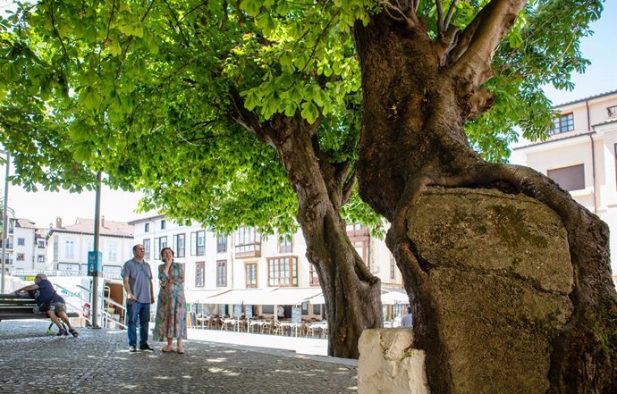Archivo - Castaño centenario de Comillas