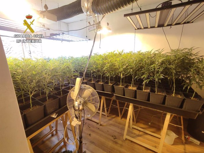 Cuatro personas detenidas y más de 1.700 plantas de marihuana incautadas en un domicilio de Escalona.