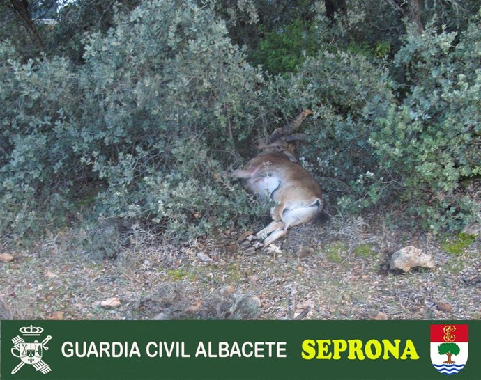 Archivo - Ejemplar de cabra montés cazado ilegalmente en Albacete.