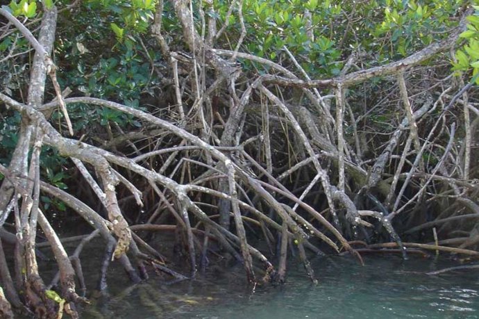 Manglar en Florida