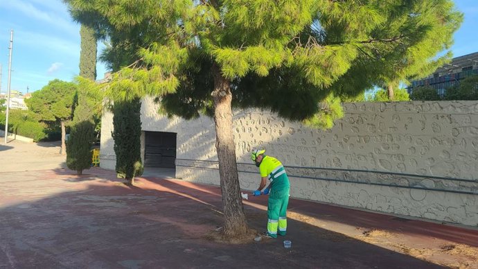 Trabajos de prevención y eliminación de la concesionaria del pino, realizados por el Ayuntamiento de Palma.