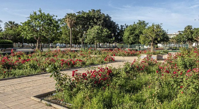 Árbol En Una Imagen De Archivo