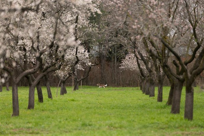 Almendros en flor, en el Parque de la Quinta de los Molinos.