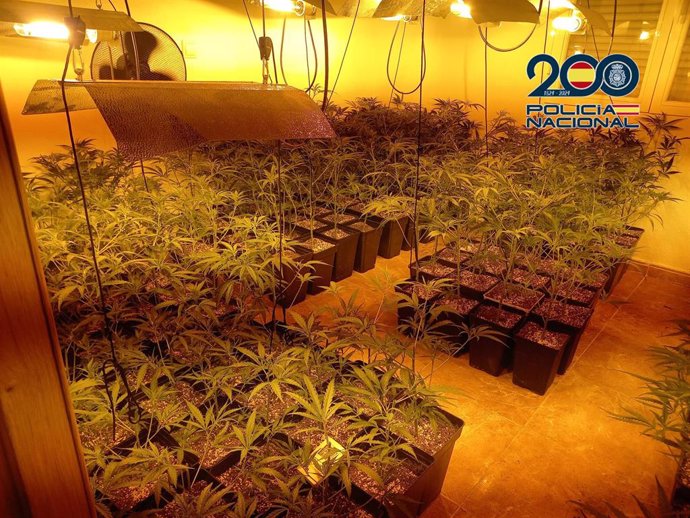 Plantación de marihuana indoor aprehendida por la Policía Nacional.
