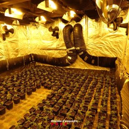 Plantación de marihuana en el interior de un chalet de lujo de Salou (Tarragona).