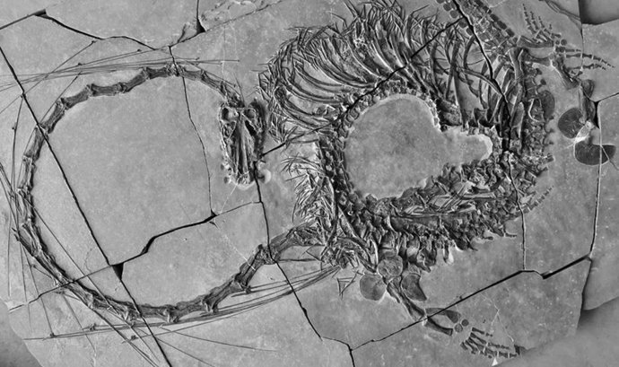 Imagen del Dinocephalosaurus orientalis