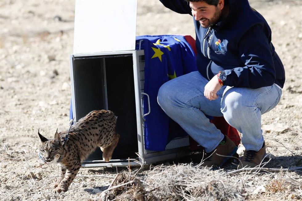 El presidente de la Región de Murcia, Fernando López Miras, junto al consejero de medio ambiente, Juan María Vázquez Rojas, asisten a la liberación de un lince en Zarcilla de Ramos en Lorca.