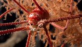 Foto: Un tesoro de especies descubierto en montes submarinos cerca de Chile