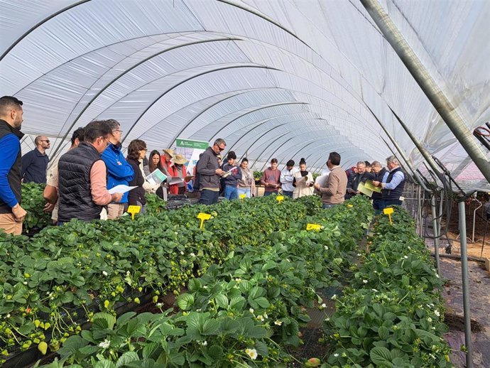 El Ifapa da a conocer en Moguer sus proyectos de investigación en frutos rojos.