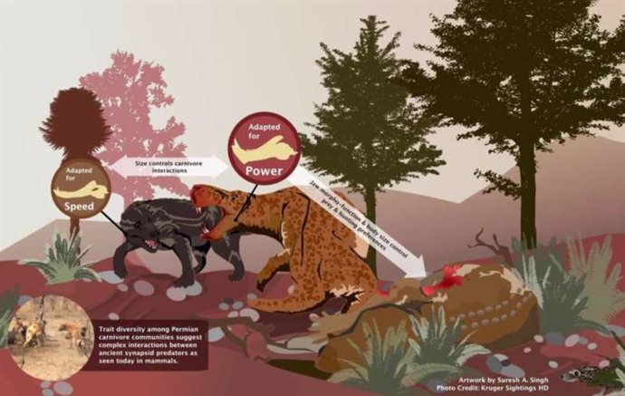 Infografía que muestra las diferencias en la anatomía funcional de la mandíbula y el tamaño corporal y las posibles inferencias ecológicas encontradas en el estudio de comportamientos más parecidos a los de los mamíferos entre los antiguos sinápsidos depr