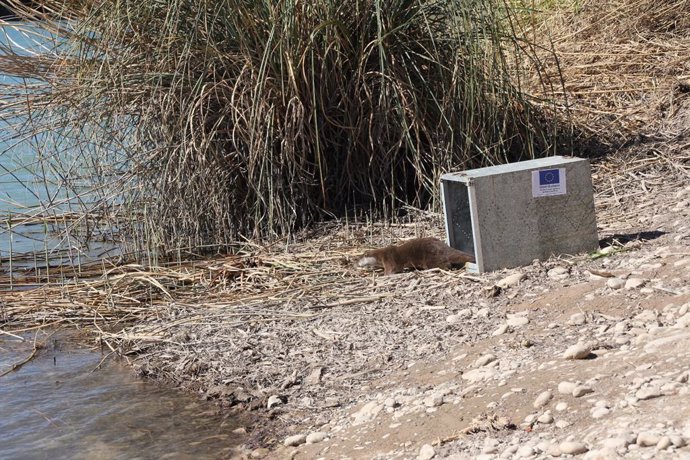 Alliberen una llúdria en la Desembocadura del Millars que va ser localitzada al Port de Sagunt