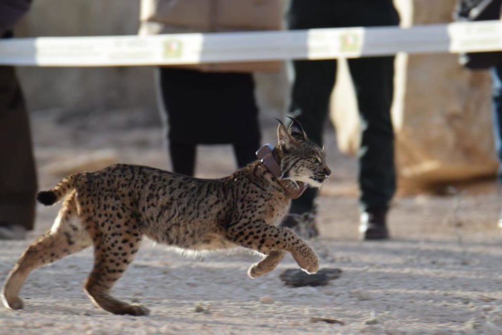 Suelta de linces en la comarca de Campos de Hellín.