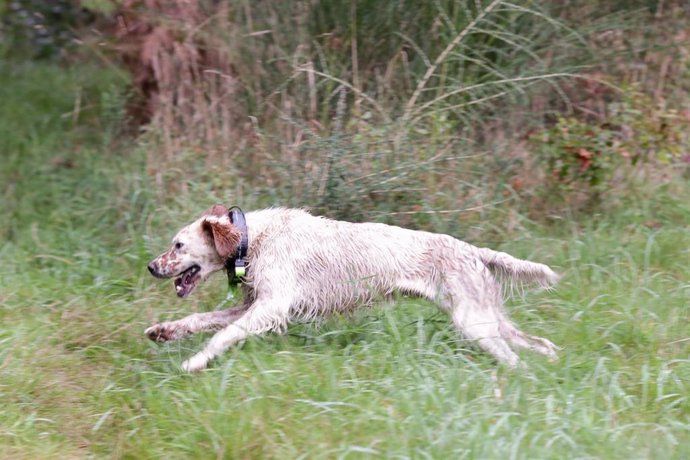 Archivo - Un perro de caza durante el arranque de la temporada de caza.