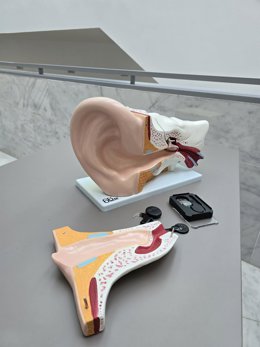 Maqueta de oído interno e implante.
