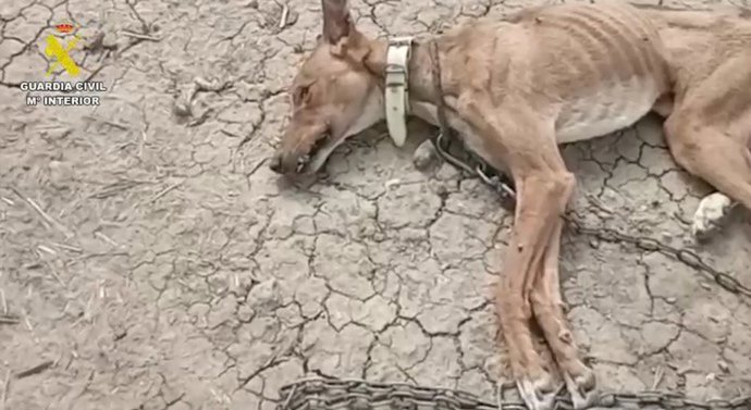 Estado en el que se encontraron los agentes de la Guardia Civil a uno de los animales.