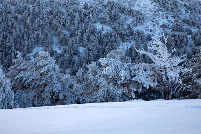Archivo - Pinos nevados.