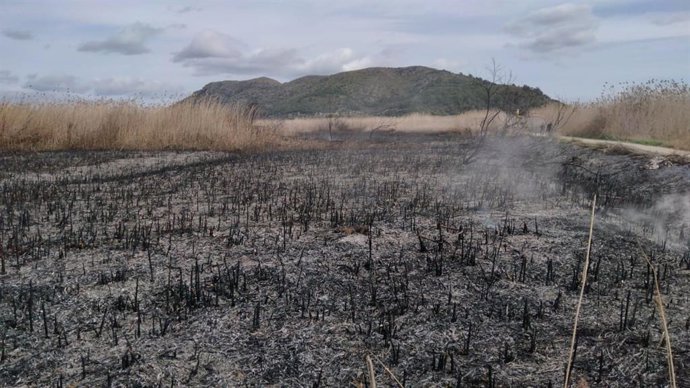 Efectivos del Ibanat trabajando en la extinción del incendio forestal declarado este domingo en s'Albufera